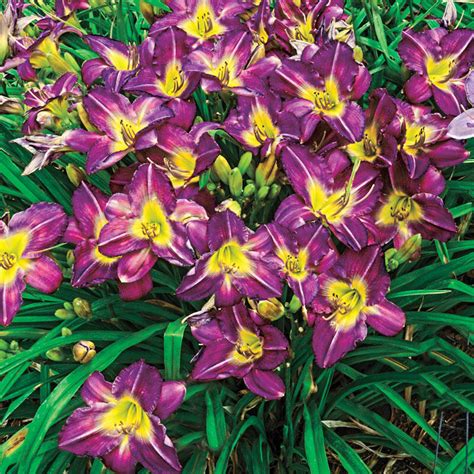 As low as 75. . Reblooming daylilies for sale